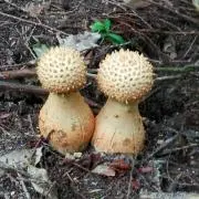 micの画像