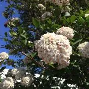西村の画像