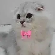 しっかり者