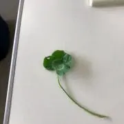 飛鷹の画像