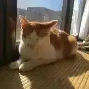 セン