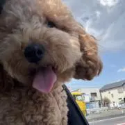 まいまい