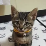 あゆ