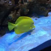 たまっちの画像