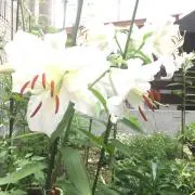 まぁの画像