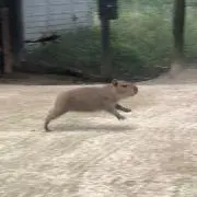 makoの画像