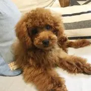 おけい