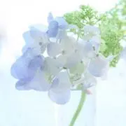 出産の為しばらく発送停止　LIN LINの画像