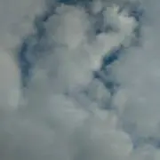 ひまままの画像