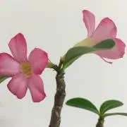 つーやん☆の画像
