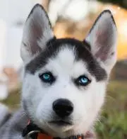 Huskybowの画像