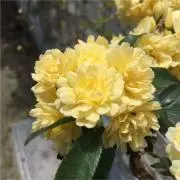 リキマル