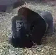 GORILLAの画像