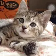 うずら