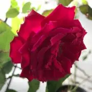 ぴょんたの画像