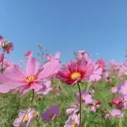 ふらわーてぃーの画像