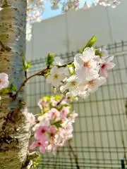 kikiの画像