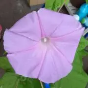 あさがおの画像
