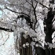 らんの画像