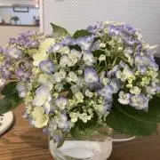 いりの画像