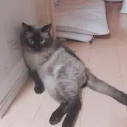 seai☆
