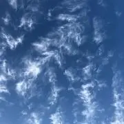 きなこ