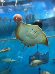 ぺんちーの画像