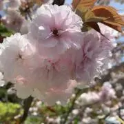 小松