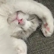 ペネロープ