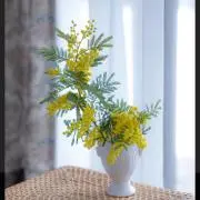 ミモザの画像