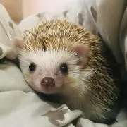 さちこたん☆プロフ見て下さいの画像