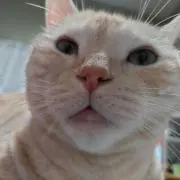 まめ猫の画像