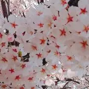 りおんの画像