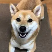 のんのんの画像