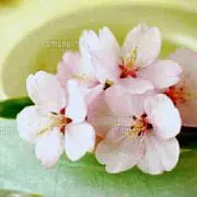 Sakura......*