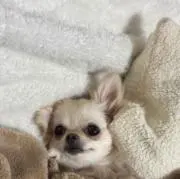 ♡の画像