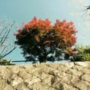 Re