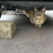 とうふの画像