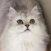 スライムの画像