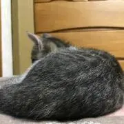 ふふふ