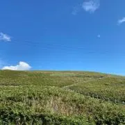 ギター侍の画像