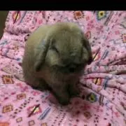 たか