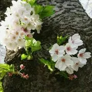 Sakuraの画像