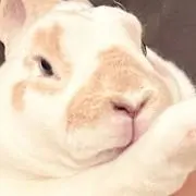 ふさの画像
