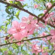 ピコの画像