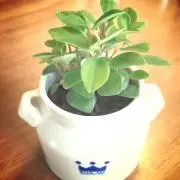 ダリア☆の画像