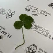 シャイナの画像