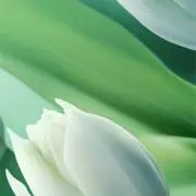 Lilyの画像