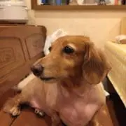 sayoponの画像