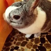 べに